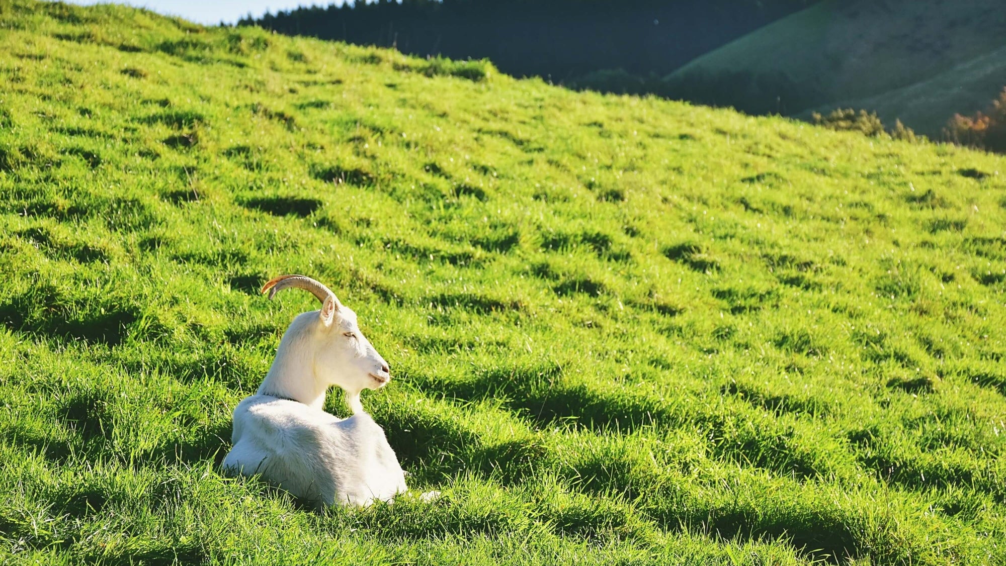 goats free range